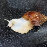 حلزون های خانگی|حیوانات مزرعه|برازجان, |دیوار