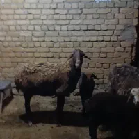 میش و بره بزرگ گوسفند