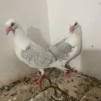 کفتر