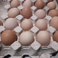 تخم مرغ محلی