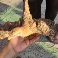 جوجه ملی دوماهه