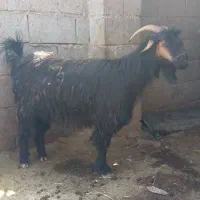 بز ترکی بابیگ ماده