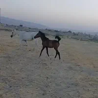 کره اسب نرپنج نشون از رگ وخون یهوداشاهسون
