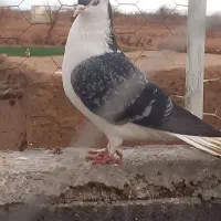 پرنده|پرنده|اسفراین, |دیوار