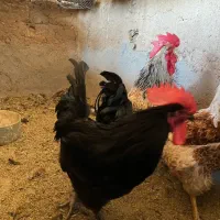 فروش مرغ و خروس