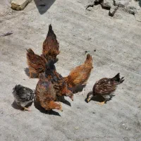 جوجه مرغ خروس محلی