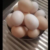 تخم مرغ محلی