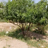 باغ،باغچه ۷۰۰متر جاده آدران شهریار