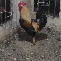 خروس ومرغ محلی