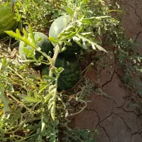 خربزه و هندوانه شیرین|عمده‌فروشی|طاغنکوه, |دیوار