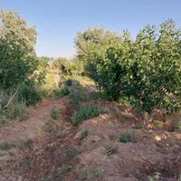زمین باغی با درختان پسته بارده وسند|فروش زمین و ملک کلنگی|اصفهان, گورت|دیوار