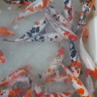 ماهی امور وکپور کوی|ماهی|تهران, چیتگر جنوبی|دیوار