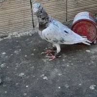 کفتر سار هفت رنگ جفتگاه