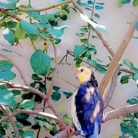 عروس هلندی گمشده|حیوانات|فاضل آباد, |دیوار