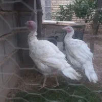 بوقلمون بیوتی ماده