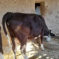 نوین سیمینتال|حیوانات مزرعه|کرمانشاه, |دیوار