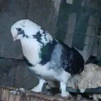 کبوتر عراقی نر مست