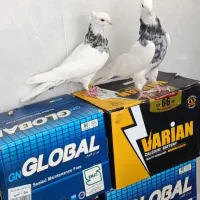 طوق شازده بدون عیب رنگ خورده قدش فقط