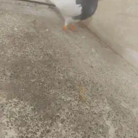 کبوتر طوقی نر