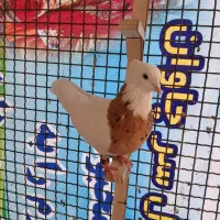 کبوتر فروشی|پرنده|شیروان (خراسان), |دیوار