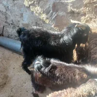 سه راس کهره نر|حیوانات مزرعه|دهدشت, |دیوار