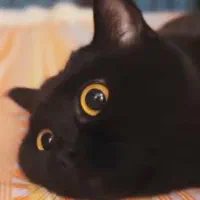 واگذاری گربه با باکسو وسایل پرشین صورت عروسکی