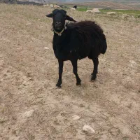 با سلام خدمت دوستان قوچ جنس اصل