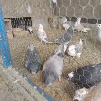 کبوتر، سرور ،دوکت و شازده|پرنده|اصفهان, ارداجی|دیوار