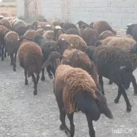 ۳۷ راس گوسفند آبستن جوان سنو شده تضمین