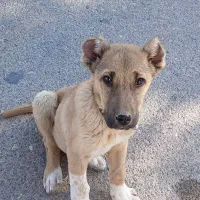 فروش توله نر خراسانی