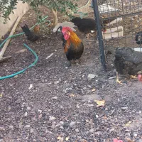 مرغ و خروس رسمی|حیوانات مزرعه|یزد, |دیوار