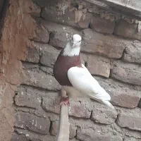 فروش چن عدد طوقی|پرنده|جیرفت, |دیوار