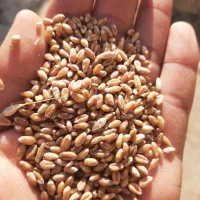 گندم سایسون یا همون ساینوز کیلو ۲۷