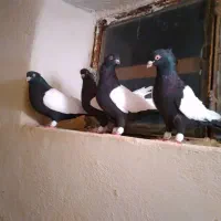 کبوتر سینه ای سینه سیاه رنگی