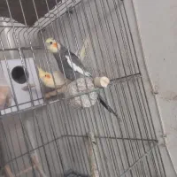 عروس هلندی|پرنده|کاشان, گریه|دیوار