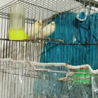 یک جفت قناری پرتغالی