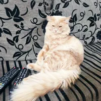 گربه نر پرشین اسکاتیش