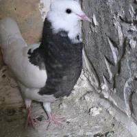 کبوتر