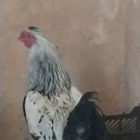 مرغ و خروس|حیوانات مزرعه|شیراز, کوشک میدان|دیوار