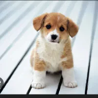 سگ پیدا شده