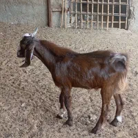 پازن کهره. نر|حیوانات مزرعه|سعدآباد, |دیوار