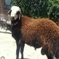 بره نرو ماده عقیقه شیشک 1 ساله