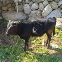 گوساله نر سمیتال