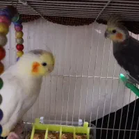 باسلام پرنده خانگی|پرنده|سلامی, |دیوار