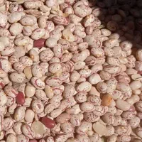 ۳تن لوبیا چیتی