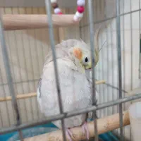 عروس هلندی سخنگو