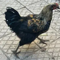 مرغ تخمگذار محلی و خروس محلی