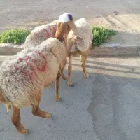 فروش بره چینی نر مناسب پلوار