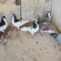 چندجفت کفتر|پرنده|شیراز, شیخ علی چوپان|دیوار