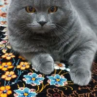 گربه اسکاتیش بلو